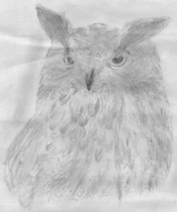 An Owl that I sketched years ago